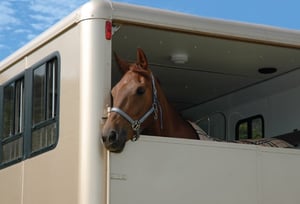 a-pretty-horse-in-a-trailer